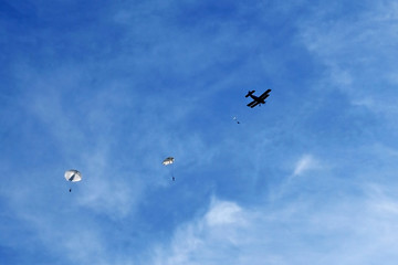 Skydivers with white round parachutes jumping out of the airplane