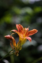 day lilly flower