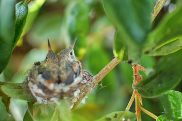 Baby hummingbirds in a nest waiting for mama to bring them a snack.