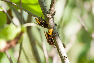 Hornisse knabbert an Baumrinde