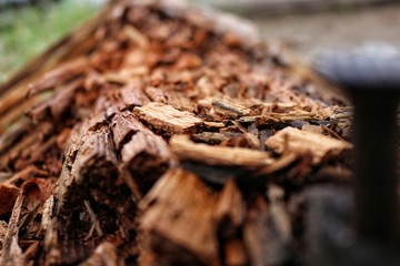 Holz, verfall, leben