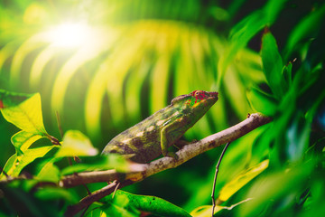 Colorful chameleon named '' lendormi '' by the Reunionese, hidden in the vegetation