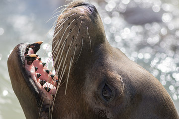 Naklejka premium Zbliżenie twarzy lwa morskiego kalifornijskiego z wąsami i psimi zębami.