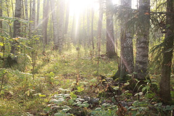 Лесной пейзаж © grigojka