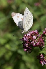 Small white butterfly on a flower