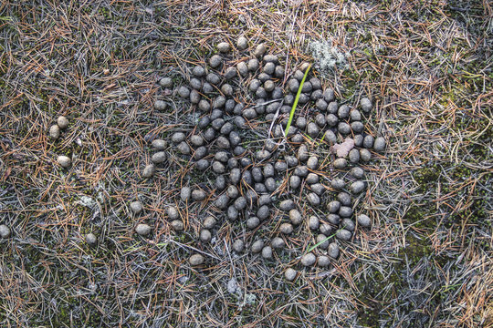 Old moose litter in the forest on dried grass close-up. Elk excrement, scat, shit.
