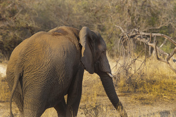 Fototapeta premium elefante in cerca del cibo