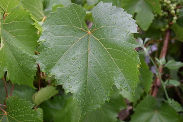 green leaf with water drops