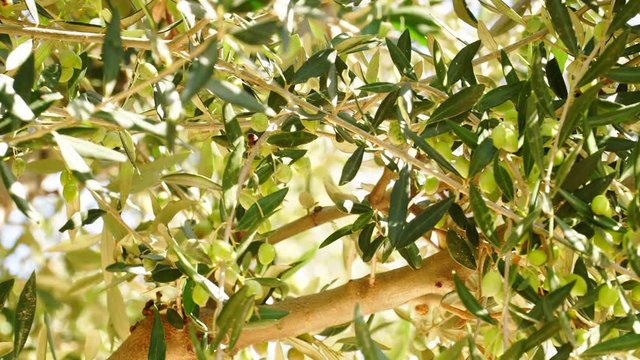 Green olives hang on branches tree. Young olive plant growth. Season nature 4K