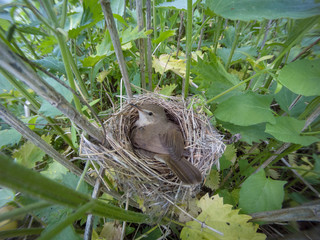 Acrocephalus dumetorum. The nest of the Blyth's Reed Warbler in nature.