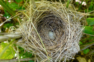 Acrocephalus dumetorum. The nest of the Blyth's Reed Warbler in nature.