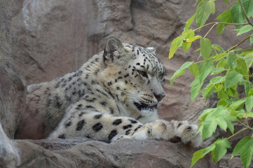 Snow leopard on a rock