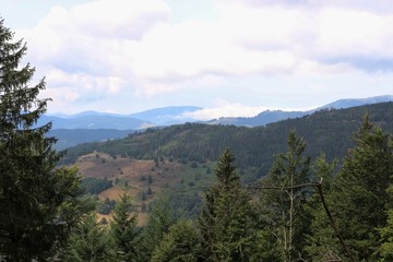Landschaft, Baumkrone