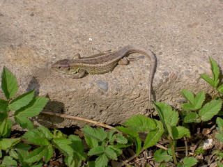 Lizard lying on the concrete is heated in the sun