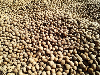 meer an kirschkernen