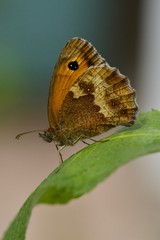 meadow brown  butterfly