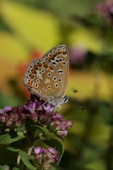 Plakat blue butterfly on a flower