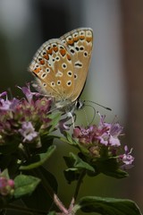 butterfly on a marjoram