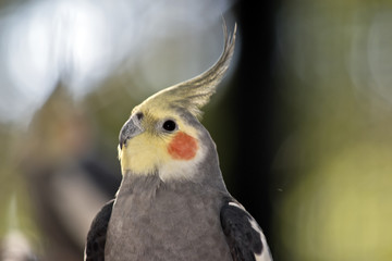 cockateil