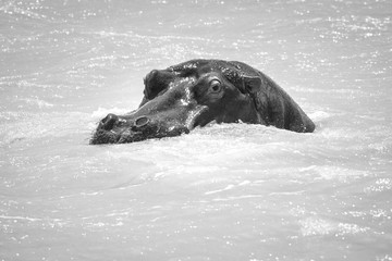 Hippo Flusspferd Nilpferd