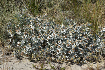 Touffe de chardons sur une plage.