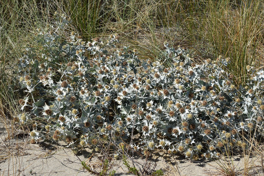 Touffe de chardons sur une plage.