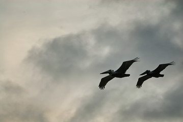 A pair of pelicans flying by.