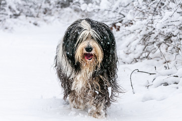 Bearded Collie im Schnee
