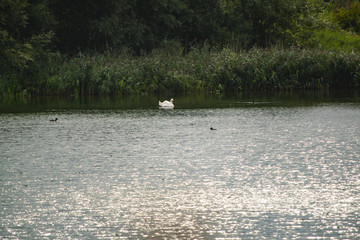 single swan on calm lake