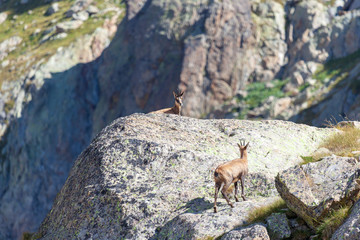 Un chamois au repos dans le Mercantour