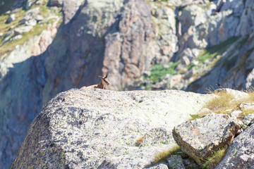 Un chamois au repos dan sle Mercantour
