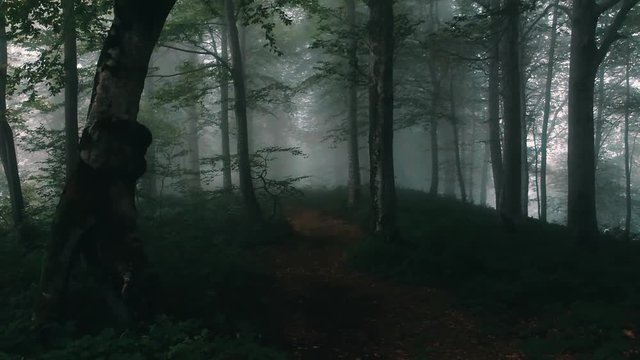 Mtirala national parak in country georgia