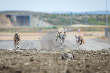 galgos