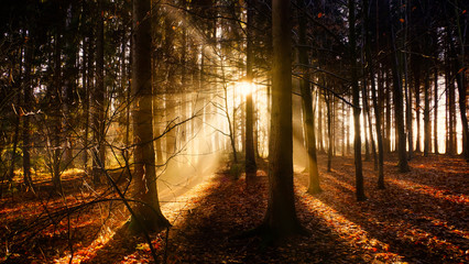 Sonne Wald Nebel Herbst Baum Sonnenstrahlen 