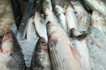 Fresh serranidae on ice at the city market
