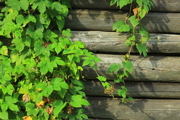 Humulus hop on the wood wall background