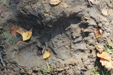 Bear footprint in the autumn forest