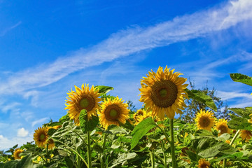 Sunflower with blue sky and beautiful sun.