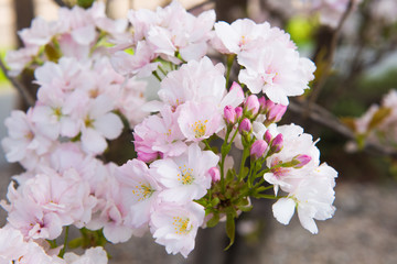 tree of cherry blossoms in spring