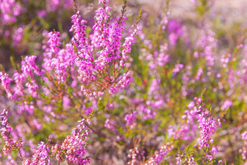 Blossoming pink heather. Heather close-up.