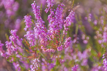 Blossoming pink heather. Heather close-up.