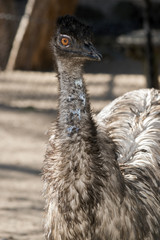 An Australian emu