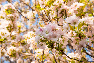 Naklejka premium tree of cherry blossoms in spring