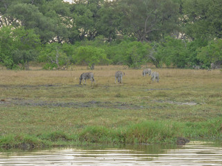 African zebra in natural habitat
