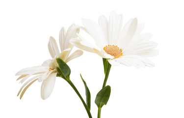 Fototapeta na wymiar Osteosperumum Flower Daisy