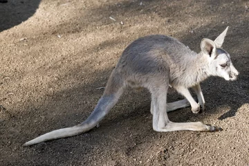Papier Peint photo autocollant Kangourou joey red kangaroo