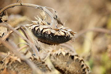 ripe sunflower on the field