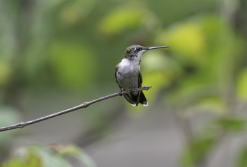Hummingbird