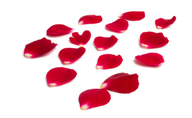 rose petals isolated