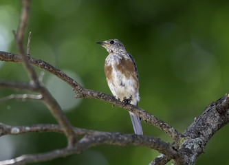Eastern Bluebird